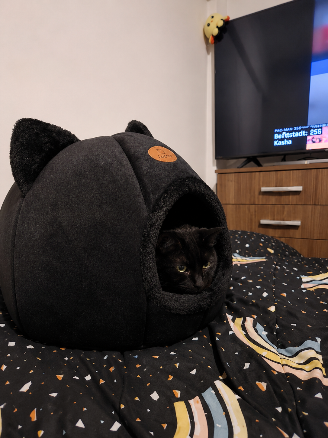 Cat resting in the Royal Cats cave
