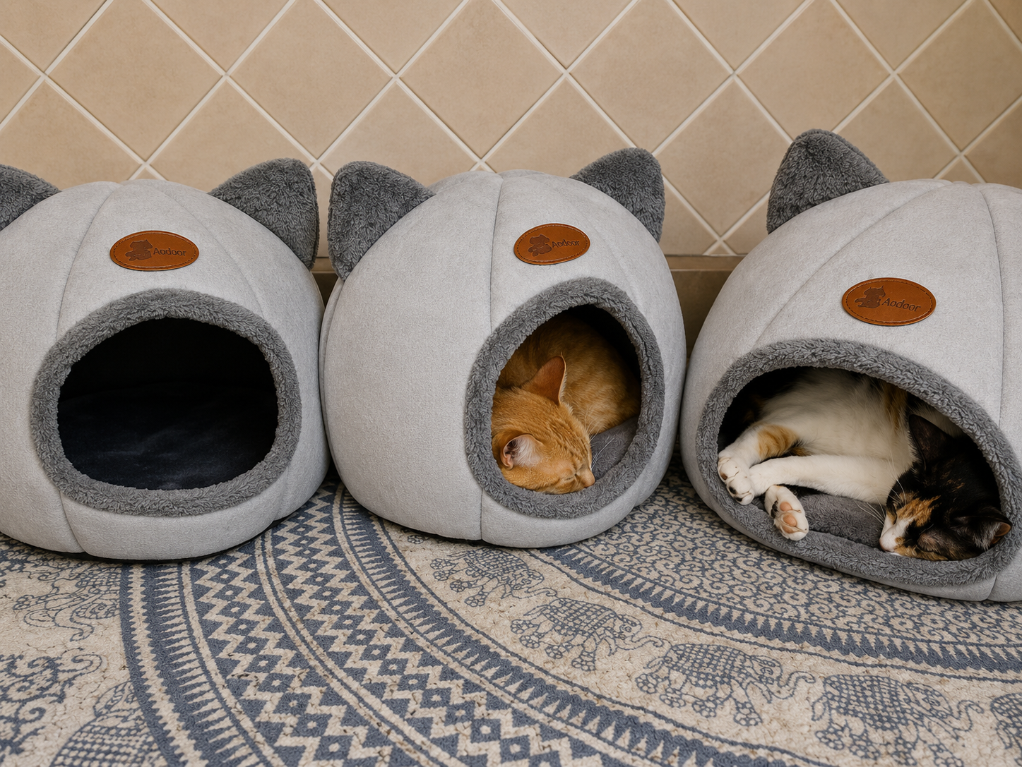 Cat resting in the Royal Cats cave