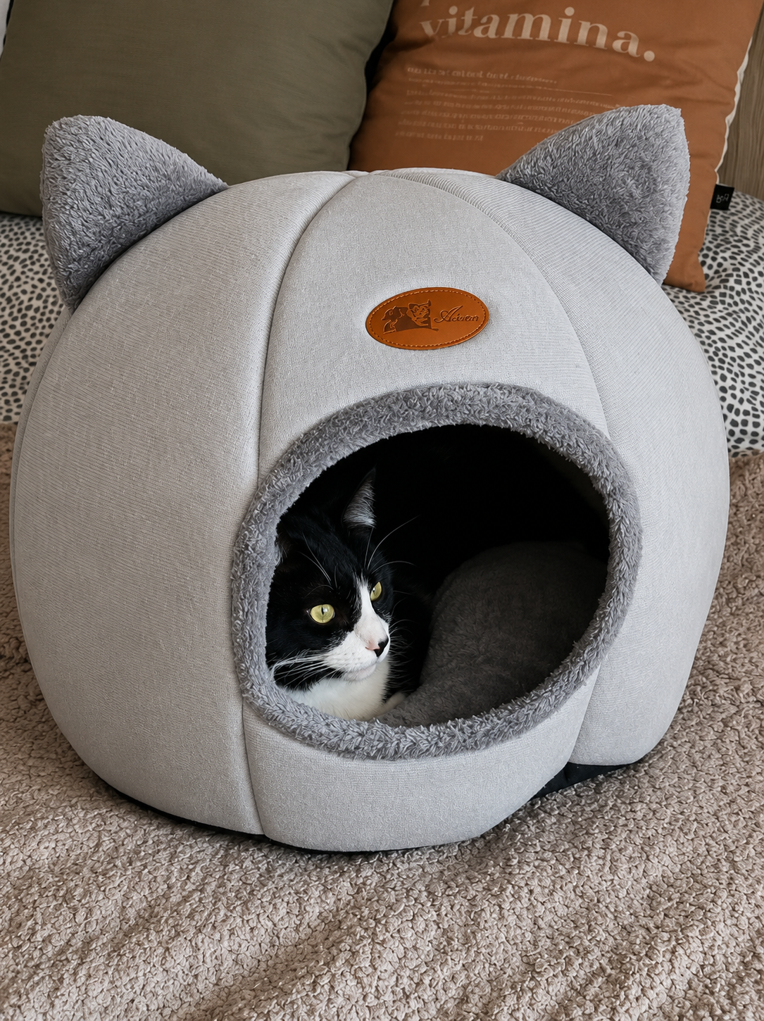Cat resting in the Royal Cats cave